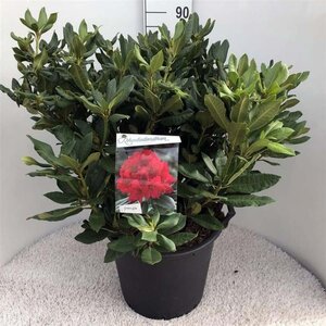 Rhododendron 'Lord Roberts' ROOD 70-80 cm cont. 30L - afbeelding 2