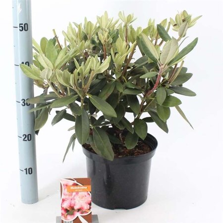 Rhododendron (Y) 'Marlis' 25-30 cm cont. 5,0L