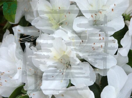 Rhododendron (AJ) 'Mount Everest' WIT 25-30 cm cont. 3,0L