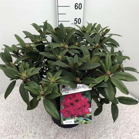 Rhododendron 'Marie Forte' ROOD 50-60 cm cont. 10L - afbeelding 1