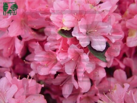 Rhododendron (AJ) 'Madame van Hecke' ROZE 20-25 cm cont. 2,0L - afbeelding 1