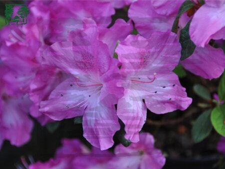 Rhododendron (AJ) 'Martha Hitchcock' PAARS/WIT 25-30 cm cont. 3,0L