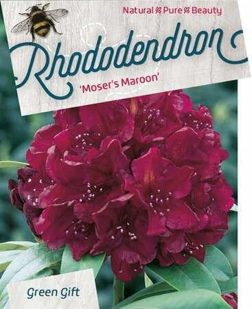 Rhododendron 'Moser's Maroon' ROOD 50-60 cm cont. 10L