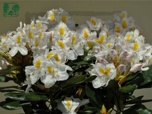 Rhododendron 'Madame Masson' WIT 30-40 cm cont. 5,0L - afbeelding 1