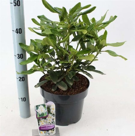 Rhododendron 'Madame Masson' WIT 30-40 cm cont. 5,0L - afbeelding 4