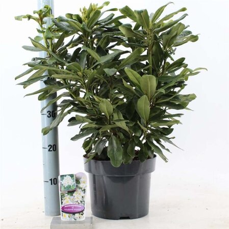 Rhododendron 'Madame Masson' WIT 30-40 cm cont. 5,0L - afbeelding 5