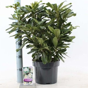 Rhododendron 'Madame Masson' WIT 30-40 cm cont. 5,0L - afbeelding 5