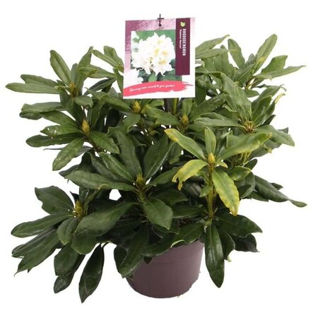 Rhododendron 'Madame Masson' WIT 30-40 cm cont. 5,0L - afbeelding 2