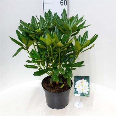 Rhododendron 'Madame Masson' WIT 30-40 cm cont. 5,0L - afbeelding 3