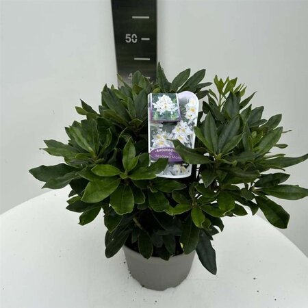 Rhododendron 'Madame Masson' WIT 40-50 cm cont. 5,0L - afbeelding 2