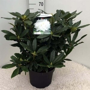 Rhododendron 'Madame Masson' WIT 50-60 cm cont. 10L - afbeelding 3