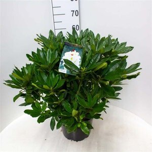 Rhododendron 'Madame Masson' WIT 50-60 cm cont. 10L - afbeelding 2