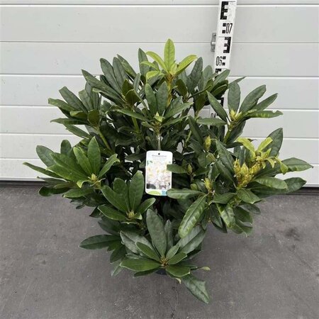 Rhododendron 'Madame Masson' WIT 50-60 cm cont. 7,5L - afbeelding 2