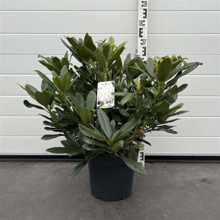 Rhododendron 'Madame Masson' WIT 50-60 cm cont. 7,5L - afbeelding 3