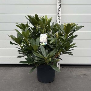 Rhododendron 'Madame Masson' WIT 50-60 cm cont. 7,5L - afbeelding 5