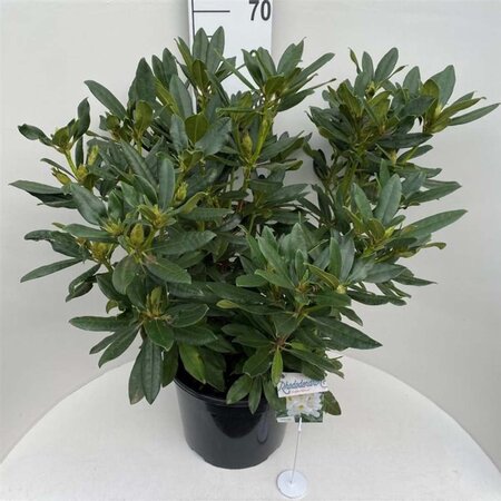 Rhododendron 'Madame Masson' WIT 70-80 cm cont. 20L