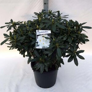 Rhododendron 'Madame Masson' WIT 70-80 cm cont. 30L - afbeelding 1