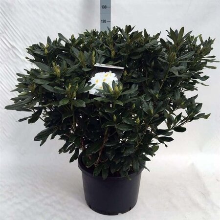 Rhododendron 'Madame Masson' WIT 80-100 cm cont. 40L - afbeelding 2