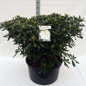 Rhododendron 'Madame Masson' WIT 80-100 cm cont. 80L - afbeelding 1