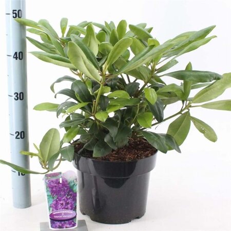 Rhododendron 'Marcel Menard' PAARS 30-40 cm cont. 5,0L - afbeelding 3