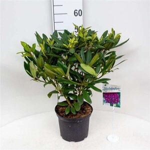 Rhododendron 'Marcel Menard' PAARS 30-40 cm cont. 5,0L - afbeelding 2