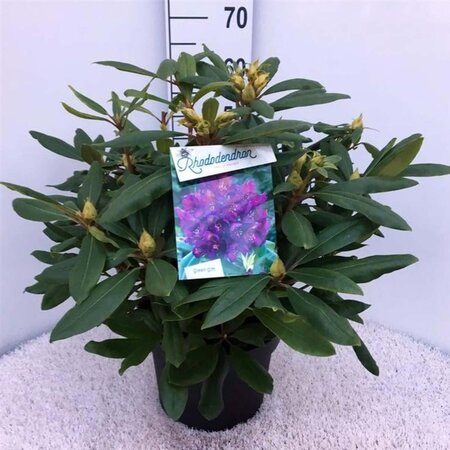 Rhododendron 'Marcel Menard' PAARS 50-60 cm cont. 10L - afbeelding 3