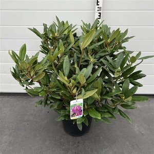 Rhododendron 'Marcel Menard' PAARS 50-60 cm cont. 15L - afbeelding 5