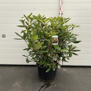 Rhododendron 'Marcel Menard' PAARS 60-80 cm cont. 20L - afbeelding 5