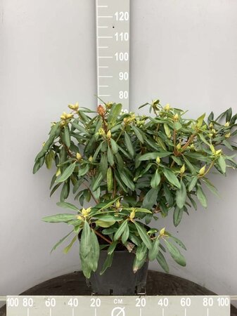 Rhododendron 'Marcel Menard' PAARS 60-80 cm cont. 20L - afbeelding 10