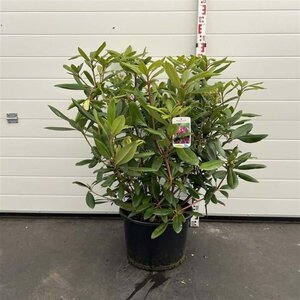 Rhododendron 'Marcel Menard' PAARS 60-80 cm cont. 20L - afbeelding 7