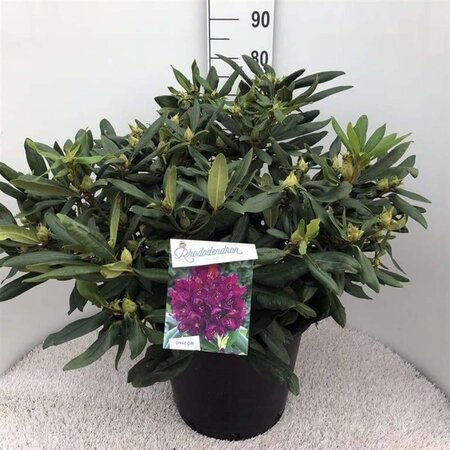 Rhododendron 'Marcel Menard' PAARS 70-80 cm cont. 30L - afbeelding 2