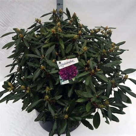 Rhododendron 'Marcel Menard' PAARS 80-100 cm cont. 80L - afbeelding 2