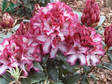 Rhododendron 'Midnight Mystique' ROOD/WIT 30-40 cm cont. 4,0L