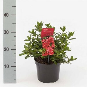 Rhododendron (AJ) 'Moederkensdag' ROOD 20-25 cm cont. 2,0L - afbeelding 2