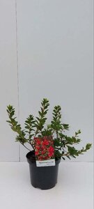 Rhododendron (AJ) 'Moederkensdag' ROOD 25-30 cm cont. 3,0L - afbeelding 3