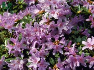 Rhododendron 'Moerheim' dwerg BLAUW 20-25 cm cont. 2,0L - afbeelding 1