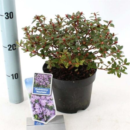 Rhododendron 'Moerheim' dwerg BLAUW 20-25 cm cont. 2,0L - afbeelding 2