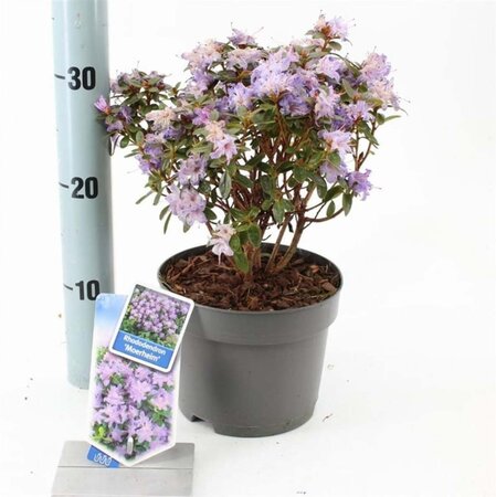 Rhododendron 'Moerheim' dwerg BLAUW 20-25 cm cont. 2,0L - afbeelding 3