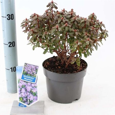 Rhododendron 'Moerheim' dwerg BLAUW 20-25 cm cont. 2,0L - afbeelding 5