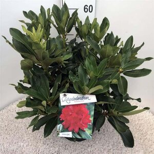 Rhododendron 'Markeeta's Prize' ROOD 40-50 cm cont. 10L - afbeelding 2