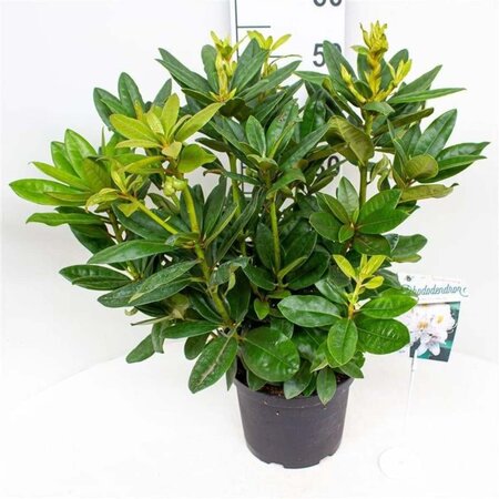 Rhododendron 'Mrs T.H. Lowinsky' WIT 30-40 cm cont. 5,0L