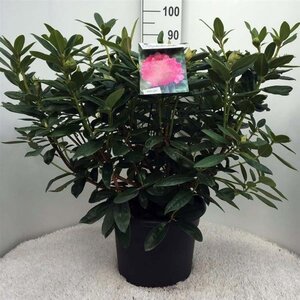 Rhododendron 'Mrs T.H. Lowinsky' WIT 60-80 cm cont. 20L - afbeelding 2