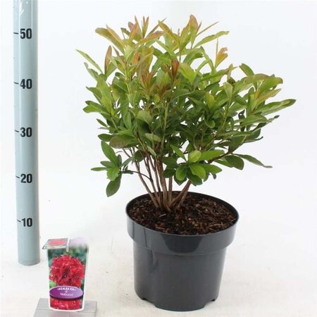 Rhododendron knaphill 'Nabucco' ROOD 30-40 cm cont. 5,0L