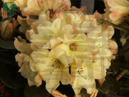 Rhododendron 'Nancy Evans' WIT 25-30 cm cont. 4,0L