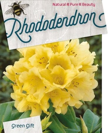 Rhododendron 'Nancy Evans' WIT 40-50 cm cont. 10L - afbeelding 1