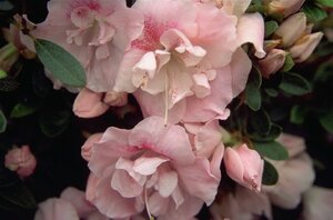 Rhododendron (AJ) 'Nancy of Robin Hill' ROZE 25-30 cm cont. 3,0L