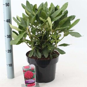 Rhododendron 'Nova Zembla' ROOD 30-40 cm cont. 5,0L - afbeelding 3