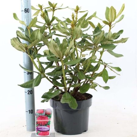 Rhododendron 'Nova Zembla' ROOD 30-40 cm cont. 5,0L - afbeelding 4