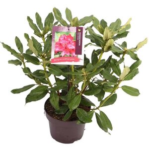 Rhododendron 'Nova Zembla' ROOD 30-40 cm cont. 5,0L - afbeelding 2