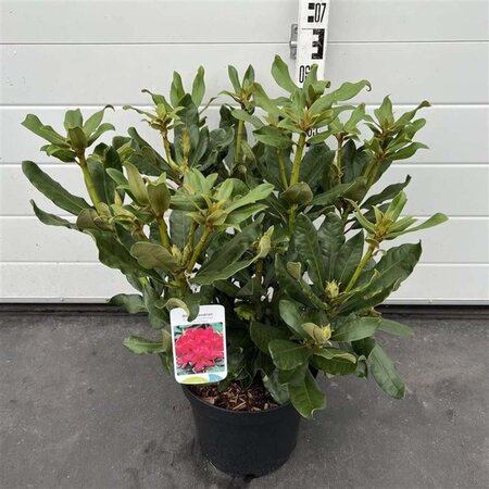 Rhododendron 'Nova Zembla' ROOD 40-45 cm cont. 7,5L - afbeelding 1